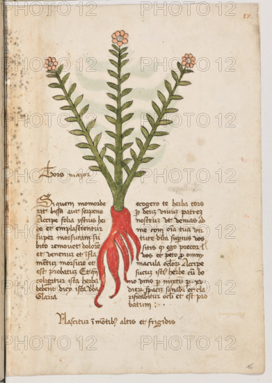 Erbario di Trento (Manoscritto n° 1591), XVI secolo, carta 16 recto: “Tors Mazor”.
“Si quem momorderit bissa aut serpens,accipe
folia ystius herbe et emplastrentur super mor-
suram: subito removet dolorem et venenum
et inflamentum morsure et est probatum. Et
quando coligitur ista herba debent dicy ista
verba claria: "Ecogerò te herba tors per
deum vivum patrem nostrum ut venias ad me
com omnia tua virtute dicta superius. Vos si-
tis quos ego precor vos et peto". Pro omny
macula oculorum accipe sucum istius herbe
cum bono vino per mixtum per XV dierum
spacium: sanabitur et clarificabitur oculi et est
probatum.
Vascitur in montibus altis et frigidis.”

La traduzione è “Se qualcuno fosse morsicato da una biscia o da un serpente, prendi le foglie di quest’erba e fanne un impiastro sopra il morso: toglierà subito il dolore ed il veleno ed il gonfiore del morso. Ed è cosa provata. E quando si raccogli quest’erba, si debbono dire chiaramente queste parole: “Ti raccoglierò, erb...