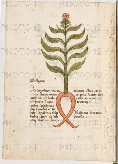 Erbario di Trento (Manoscritto n° 1591), XVI secolo, carta 16 verso: “Tillogas”.
“Ad sanandum malum illiorum, accipe oncias
decem de istius herbe et quoque in aqua; po-
stea implastretur super flancham et, subito sa-
nabitur absque dubio. Item ad dolorem den-
cium, accipe radicem istius herbe et pone su-
btus dente calida et removet dolorem.
Nascitur in terenis petrosis.”

La traduzione è “Per sanare il male ai fianchiprendi dieci once di quest’erba e cuocila in acqua. Poi fai un impiastro sul fianco e subito guarirà senza alcun dubbio. Allo stesso modo contro il mal di denti, prendi la radice di quest’erba e mettila calda sotto il dente: toglierà il dolore. Nasce in terreni sassosi”.

[ENG]
Herbarium of Trento (Manuscript No. 1591), 16th century, page 16 verso: “Tillogas”.
“To cure a pain in the hips, take ten ounces of this herb and boil it in water. Then make a poultice on the hip, and it will immediately heal without a doubt. Likewise, for toothache, take the root of t...