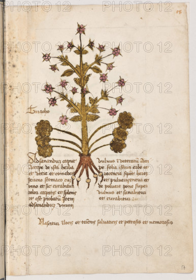Erbario di Trento (Manoscritto n° 1591), XVI secolo, carta 17 recto: “Triacho”.
“Ad sanandum caput, accipe de ista herba est utere et comedere jeiuno stomaco cum vino et
sic curabitur dolor capitis et splenis et est pro-
batum. Item ad sanandum unum vulnus inve-
teratum, accipe folia istius erbe et recencia si
potest habere et pulverizentur et de polvere
pone super vulnus et sanabitur et curabitur.
Nascitur in locis et terrenis salvaticis et petro-
sis et nemorosis.”
La traduzione è “Per sanare il capo prendi quest’erba e mangiala a stomaco digiuno con vino e così guarirà il mal di testa e il mal di milza. Ed è cosa provata. Similmente, per sanare una vecchia ferita, prendi le foglie di quest’erba, che siano fresche, se le puoi avere e polverizzale. Metti la polvere sopra la ferita ed essa guarirà. Nasce in luoghi e terreni incolti”.

[ENG]
Herbarium of Trento (Manuscript No. 1591), 16th century, page 17 recto:  “Triacho”.
“To heal the head, take this herb and eat it on an...