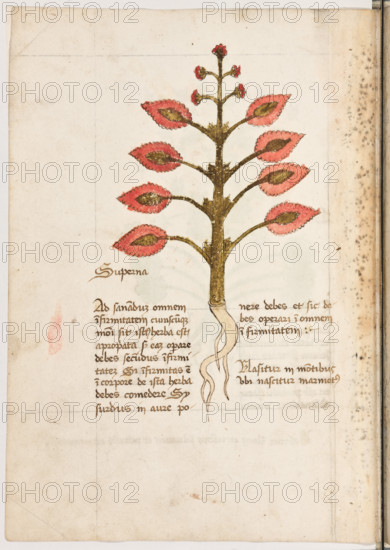 Erbario di Trento (Manoscritto n° 1591), XVI secolo, carta 17 verso: “Superna”.
“Ad sanandum omnem infirmitatem, cuiuscun-
que modi sit, ista herba est apropriata, si eam
operare debes secundus infirmitatem. Si infir-
mitas est in corpore, de ista herba debes co-
medere. Sy surdus, in aure ponere debes et sic
debes operari in omnem infirmitatem.
Nasitur in montibus ubi nascitur marmotus.”
La traduzione è: “Questa erba è adatta a sanare ogni tipo di infermità e la devi usare (in maniera diversa) a seconda del tipo di male. Se il male è nel corpo, devi mangiare quest’erba. Se sei sordo, la devi porre nell’orecchio, e così devi fare per ogni tipo di infermità. Nasce sui monti dove vive la marmotta”.

[ENG]
Herbarium of Trento (Manuscript No. 1591), 16th century, page 17 verso: “Superna”.

“This herb is suitable for healing every kind of ailment, and you should use it (differently) depending on the type of ailment. If the ailment is in the body, you should eat this herb. If yo...