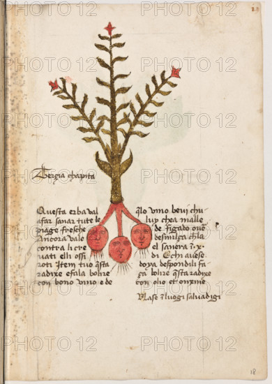 Erbario di Trento (Manoscritto n° 1591), XVI secolo, carta 18 recto: “Terçia Chapita”.

“Questa erba val a far sanar tute le piage tre-
sche. Ancora vale contra li crevati elli ossi ro-
ti. Item tuo' questa radixe e fala bolire con
bono vino e de quelo vino bevi chuluy che à
malle de figado over de smilça che la el sa
nerà in X di. E chi avese doya de spondili, fa
ça bolire questa radixe con olio et ónxine.
Nase in luogi salvadigi.”

[ENG]
Herbarium of Trento (Manuscript No. 1591), 16th century, page 18 recto:  “Terçia Chapita”.
Museo provinciale d'arte - Caste, Trento (TN), Trentino Alto Adige - Südtirol, Italia - Italy