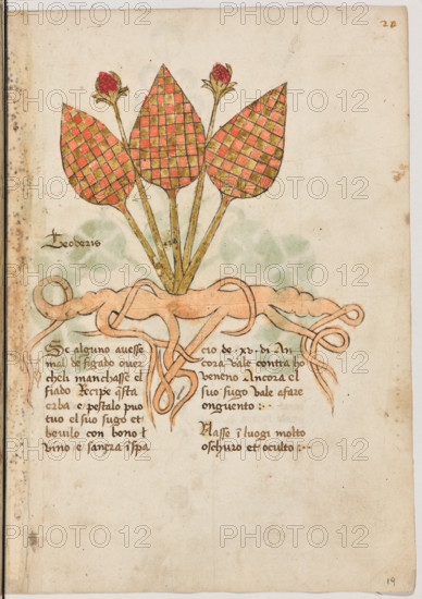 Erbario di Trento (Manoscritto n° 1591), XVI secolo, carta 19 recto: “Teoderis”.
“Se alguno avesse mal de figado over che li
manchasse el fiado, recipe questa erba e pesta-
lo, puo' tuo' el suo sugo et bevilo con bono
vino e sanerà in spacio de XV di. Ancora vale
contra holgni] veneno. Ancora el suo sugo
vale a fare onguento.
Nasse in luogi molto oschuro et oculto.”

[ENG]
Herbarium of Trento (Manuscript No. 1591), 16th century, page 19 recto: “Teoderis”.
Museo provinciale d'arte - Caste, Trento (TN), Trentino Alto Adige - Südtirol, Italia - Italy
