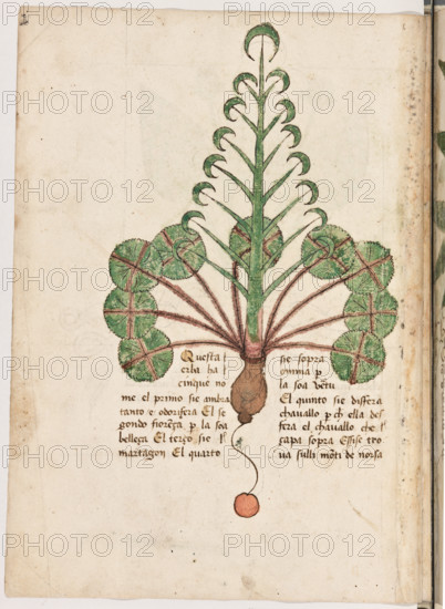 Erbario di Trento (Manoscritto n° 1591), XVI secolo, carta 19 verso: erba.
“Questa erba ha cinque nome el primo si é
Ambra, tanto é odorifera. El segondo Fioren-
ça, per la soa belleça. El terço si é Martagon.
El quarto si é sopra omnia per la soa vertù. El
quinto si é Disfera Chavallo per che ella de-
sfera el chavallo che çapa sopra. Essì se trova
sulli monti de Norsa.”

[ENG]
Herbarium of Trento (Manuscript No. 1591), 16th century, page 19 verso: herb.
Museo provinciale d'arte - Caste, Trento (TN), Trentino Alto Adige - Südtirol, Italia - Italy