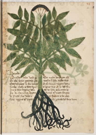 Erbario di Trento (Manoscritto n° 1591), XVI secolo, carta 20 recto: “Hevollo”.
“Ouesta herba valli per queli che sono gotoxi
çoé specialmente la soa radixe siando chota e
fato inpiastro e fato bagno de la soa decho-
cione. Ancora lo fruto suo vale a fare negro el
vino essi è molto bono çoé a far mosto in que-
sto modo: tuo' (libre) XL d'uva negra bona e
puo' tuo' (libre) X del fruto de questa erba e
fane vino e meti senpre el quarto e da a ber
ali gotoxi del dito vino.”

[ENG]
Herbarium of Trento (Manuscript No. 1591), 16th century, page 20 recto: “Hevollo”.
Museo provinciale d'arte - Caste, Trento (TN), Trentino Alto Adige - Südtirol, Italia - Italy