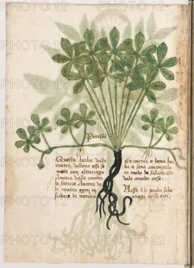 Erbario di Trento (Manoscritto n° 1591), XVI secolo, carta 20 verso: “Pentafilon”.
“Questa herba valle contra velleno, essì se me-
te con el turiago. Ancora valle contra le fature. Ancora vale contra ogni infiadire de men-
bro. Et ancora é bona herba e sana a mançar-
la in modo de sallata. Et vale a molte cosse.
Nasse in li pradi sabionoxi et in li orti.”


[ENG]
Herbarium of Trento (Manuscript No. 1591), 16th century, page 20 verso: “Pentafilon”.
Museo provinciale d'arte - Caste, Trento (TN), Trentino Alto Adige - Südtirol, Italia - Italy
