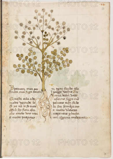 Erbario di Trento (Manoscritto n° 1591), XVI secolo, carta 21 recto: “Ypericon Over Perforata Over Fuga Demoni”.
“Questa erba à de molte vertude le quali yo
non le so tute. Mo li soy fiori, a far olio a mo-
do d'oio roxa é molto preçioxo in ogni feride
osia in piage vechie. Ancora l'erba vale a far-
ne sugo over polvere; e chi fa de la soa se-
mença oio, é molto vleroxo a reçevere per bo-
cha con alguna medexina.”

[ENG]
Herbarium of Trento (Manuscript No. 1591), 16th century, page 21 recto: “Ypericon Over Perforata Over Fuga Demoni”.
Museo provinciale d'arte - Caste, Trento (TN), Trentino Alto Adige - Südtirol, Italia - Italy