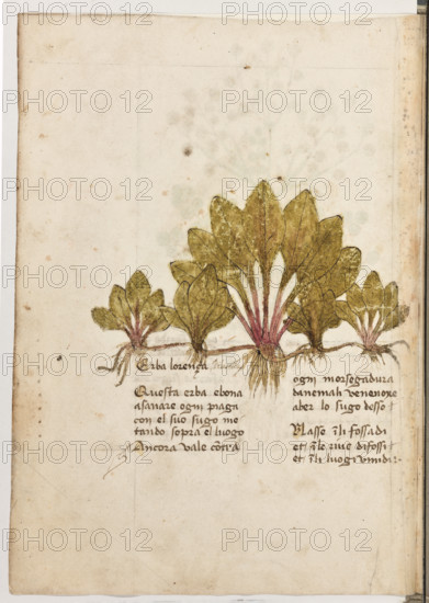 Erbario di Trento (Manoscritto n° 1591), XVI secolo, carta 21 verso: “Erba Lorença. Pilosella”.
“Questa erba é bona a sanare ogni piaga con el
suo sugo metando sopra el luogo. Ancora va-
le contra ogni morsegadura d'anemali vene-
noxe a ber lo sugo d'esso.
Nasse in li fossadi et in le rive di fossi et in
luogi umidi.”

[ENG]
Herbarium of Trento (Manuscript No. 1591), 16th century, page 21 verso: “Erba Lorença. Pilosella”.
Museo provinciale d'arte - Caste, Trento (TN), Trentino Alto Adige - Südtirol, Italia - Italy
