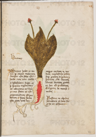 Erbario di Trento (Manoscritto n° 1591), XVI secolo, carta 22 recto: “Bortines”.
“Si quois haberet os tortum propter aliquam
maliciam, accipit ista folia istius herbe cum vi-
no cocta et implastretur super os per spacium
triginta dierum et reducetur os in suo primo
statu et est experimentum est probatum. Item
herba ista cum vino vermigio coctum in mo-
dum emplastrey, positam super gutam frigi-
dam per spacium XV dierum, liberat dictam
guttam et hoc est probatum. Coligitur de
mense madi.
Nassitur in alpibus salvaticis et loco frigido et
oschuro.”
La traduzione è “Se qualcuno avesse un osso fratturato a causa di qualche incidente: prenda le foglie di quest’erba cotte con vino. Faccia un impiastro sull’osso per 30 giorni e l’osso tornerà al suo stato primitivo. Questo è esperimentato e provato. Inoltre quest’erba, cotta con vino rosso a modo d’impiastro posta sopra la gotta fredda per 15 giorni, la sana. E questa è cosa provata. Si raccoglie in maggio. Nasce sui monti impervi...