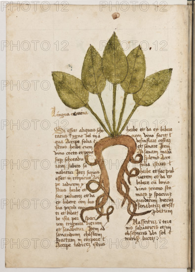 Erbario di Trento (Manoscritto n° 1591), XVI secolo, carta 22 verso: “Lingua Cornena”.
“Si esset aliquis schotatus in ygne vel in agua,
accipe folia istius herbe cum vino cocto et po-
ne super schotaduram: subito sanabitur. Item
si quis esset in tropicus, acipe radicem ystius
herbe et fac pulverem et da ey bibere cum
brodio piçoli cocti et bibat de ista per spa-
cium triginta dierum et sanabitur. Item ad sa-
nandum chostam fractam in corpore, accipe
radicem istius herbe et da ey bibere cum vino:
facit desinflare costam et sanare. Item ad sa-
nam malum splenis, acce folia istius herbe et
fac pulverem et da ey bibere cum bono vino
jeiuno stomaco per spacium quindecim die-
rum: sanabitur et est probatum.
Nasscitur in terenis salvaticis et in obschuris
ubi sol nunquam lucet.”
La traduzione è “Se qualcuno si fosse scottato sul fuoco, prendi le foglie di quest’erba con vino cotto e mettile sulla scottatura: subito guarirà. Se qualcuno fosse affetto da idropisia, prendi la ra...