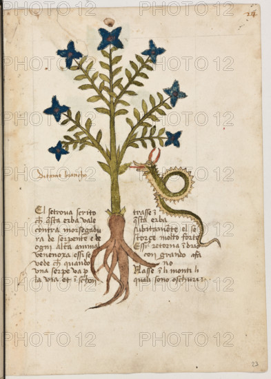 Erbario di Trento (Manoscritto n° 1591), XVI secolo, carta 23 recto: “Ditamo Biancho”.
“El se trova scrito che questa erba vale contra
morsegadura de serpente e de ogni altra ani-
mal venenoxa. Essì se vede che quando una
serpe va per la via et inschontrasse in questa
erba, subitamente el se storce molto forte essì
retorna indrio con grando afano.
Nasse in li monti li quali sono oschuri.”

[ENG]
Herbarium of Trento (Manuscript No. 1591), 16th century, page 23 recto:  “Ditamo Biancho”.
Museo provinciale d'arte - Caste, Trento (TN), Trentino Alto Adige - Südtirol, Italia - Italy