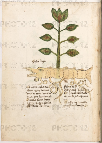Erbario di Trento (Manoscritto n° 1591), XVI secolo, carta 23 verso: “Erba Luca”.
Questa erba val contra ogni veleno, voia de
tera voia d'aqua, çoé d'aniemali. Ancora sana
bene ogny piaga ferida, essi vale contra febre
de qual condicione si sia. Et simelmente vale
contra la ydropixia.
Nasse in li monti grassi et umidi.

[ENG]
Herbarium of Trento (Manuscript No. 1591), 16th century, page 23 verso:  “Erba Luca”.
Museo provinciale d'arte - Caste, Trento (TN), Trentino Alto Adige - Südtirol, Italia - Italy