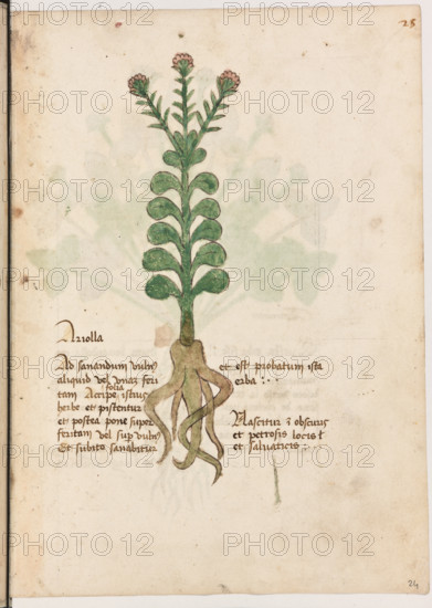 Erbario di Trento (Manoscritto n° 1591), XVI secolo, carta 24 recto: “Ariolla”.
“Ad sanandum vulnus aliquid vel unam feri-
tam, accipe folia istius herbe et pistentur et
postea pone super feritam vel super vulnus et
subito sanabitur et est probatum ista erba.
Nascitur in obscuris et petrosis locis et salva-
ticis.”
La traduzione è “Per guarire un taglio o una ferita prendi le foglie di quest’erba, pestale e mettile sopra la ferita o sul taglio e subito guarirà. E quest’erba è provata. Nasce in luoghi oscuri, sassosi e incolti.”

[ENG]
Herbarium of Trento (Manuscript No. 1591), 16th century, page 24 recto: “Ariolla”.
“To heal a cut or wound, take the leaves of this herb, crush them, and place them on the wound or cut, and it will heal immediately. And this herb is tried and tested. It grows in dark, rocky, and uncultivated places.”
Museo provinciale d'arte - Caste, Trento (TN), Trentino Alto Adige - Südtirol, Italia - Italy