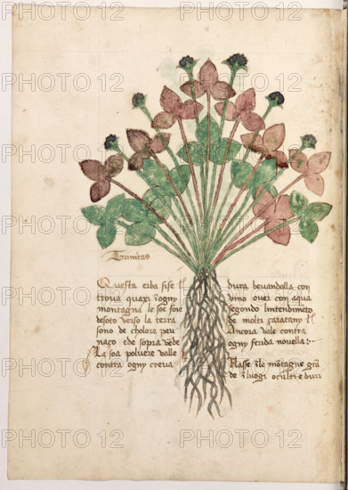 Erbario di Trento (Manoscritto n° 1591), XVI secolo, carta 24 verso: “Trinitas”.
“Questa erba si se trova quaxi in ogny monta-
gna: le soe foie de soto, verso la tera, sono de
cholore paunaço e de sopra verde. La soa pol-
vere valle contra ogny crevadura bevandolla
con vino over con aqua, segondo l'intendi-
mento de molti çaratany. Ancora vale contra
ogny ferida novella.
Nasse in le montagne grande, in luogi oculti e
duri.”

[ENG]
Herbarium of Trento (Manuscript No. 1591), 16th century, page 24 recto: “Trinitas”.
Museo provinciale d'arte - Caste, Trento (TN), Trentino Alto Adige - Südtirol, Italia - Italy