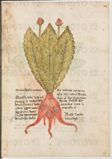 Erbario di Trento (Manoscritto n° 1591), XVI secolo, carta 25 recto: “Mandralgola Menore”.
“Questa erba vale a confortare la madre de la
dona. Ancora vale contra ogni morsegadura
d'anemale venenoxo bevando della soa radixe
con vino osia con aqua. Ancora sana el suo
sugo tute feride fresche et etiandio cura li cre-
vadi. Nasse in monti salvadigi.”

[ENG]
Herbarium of Trento (Manuscript No. 1591), 16th century, page 25 recto: “Mandralgola Menore”.
Museo provinciale d'arte - Caste, Trento (TN), Trentino Alto Adige - Südtirol, Italia - Italy