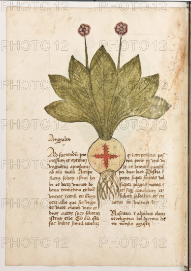 Erbario di Trento (Manoscritto n° 1591), XVI secolo, carta 25 verso: “Angules”.
“Ad faciendum preciossum et optimum un-
guentum apropriatum ad omnia mala, accipe
sucum foliorum istius herbe et decem uncias
de bona termentina et decem uncias incensi et
onz. X cere albe que sit virgo et duos ciatos viny et duos ciatos sucy foliorum istius erbe et
omnia ista fac bulire simul tantum quod in-
corporentur; postea pone in uno vase et di-
mitte quiescere per duos dies. Postia pone su-
per feritas vel super plagas natas et super can-
chrum et subito saldatur et curatur omne vul-
nus. Nascitur in alpibus claris et coligitur die decima lune mensis agustij.”
La traduzione è : “Per fare un unguento prezioso ed ottimo, appropriato ad ogni malattia, prendi il sugo delle foglie di questa erba e dieci once di buona trementina e dieci once d’incenso e dieci once di cera bianca vergine e due citati di vino e due citati del succo delle foglie di questa erba. E fai bollire tutte queste cose fin...