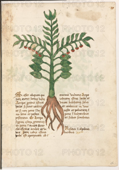 Erbario di Trento (Manoscritto n° 1591), XVI secolo, carta 26 recto: erba.
“Si esset aliquis qui non [hablerent bonum vi-
sum, accipe grana istius herbe si sunt recencia
et, si non, pone in vino bono et postea pisten-
tur. Et accipe sugum istorum granorum et po-
ne in oculos: facit clarificare oculos et videre.
Item radix istius herbe est apropriata ad om-
nia vulnera: acipe radicem istius herbe et
unam branchatum salis et conburre in uno te-
sto et polverem pone in vulneribus et subito
sanabitur.
Nasitur in alpibus lucidus.”
La traduzione è “Se ci fosse qualcuno che non ha la vista buona, prendi i grani di quest’erba, se sono freschi, e, se non lo sono, mettili in vino buono e poi pestali e prendi il sugo di questi grani e mettilo negli occhi: restituisce la vista. Inoltre la radice di quest’erba è appropriata per tutte le ferite. Prendi la radice di questa erba ed un pugno di sale, brucia tutto in un recipiente e metti la polvere sulle ferite: guariranno subito. Nasce sui...
