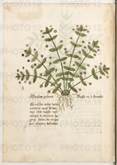 Erbario di Trento (Manoscritto n° 1591), XVI secolo, carta 26 verso:. “Morsus Galine”.
“Questa erba vale contra mal de vermy che
nasse nel corpo e contra hogny dolor de cor-
po per chaxon de fredor.
Nasse in li formenti.”

[ENG]
Herbarium of Trento (Manuscript No. 1591), 16th century, page 26 verso:. “Morsus Galine”.
Museo provinciale d'arte - Caste, Trento (TN), Trentino Alto Adige - Südtirol, Italia - Italy