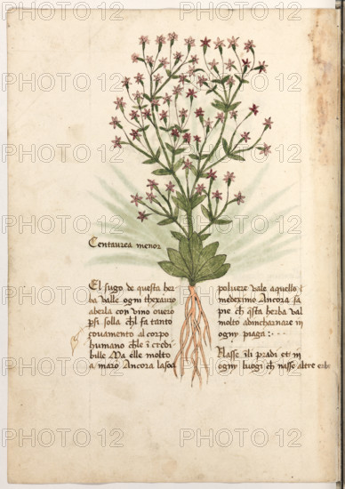Erbario di Trento (Manoscritto n° 1591), XVI secolo, carta 27 verso: ”Centaurea Menor”.
“El sugo de questa herba valle ogni thexauro a
berla con vino overo per si solla ch'el fa tanto
çovamento al corpo humano che l'é incredi-
bille. Ma ell'é molto amaro. Ancora la soa
polvere vale a quello medeximo. Ancora sapie
che questa herba val molto ad incharnare in
ogny piaga. Nasse in li pradi et in ogny luogi che nasse altre erbe.”

[ENG]
Herbarium of Trento (Manuscript No. 1591), 16th century, page 27 verso: ”Centaurea Menor”.
Museo provinciale d'arte - Caste, Trento (TN), Trentino Alto Adige - Südtirol, Italia - Italy