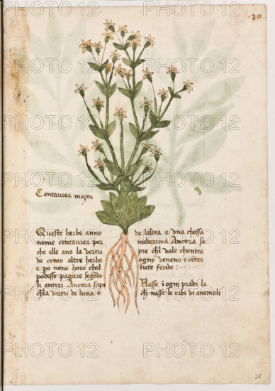 Erbario di Trento (Manoscritto n° 1591), XVI secolo, carta 28 recto: ”Centaurea Maçor”.

Queste herbe anno nome centaurea per che elle ano la vertù de cento altre herbe e però non
6 horo ch'el podesse pagare, segondo li anti-
xi. Ancora sapi che la virtù de l'una e de l'al-
tra é una chossa medexima. Ancora sapie
ch'el vale chontra ogny veneno e contra tute
feride.Nasse in ogni pradi là che nasse le erbe di anemali.”

[ENG]
Herbarium of Trento (Manuscript No. 1591), 16th century, page 28 recto: ”Centaurea Maçor”.
Museo provinciale d'arte - Caste, Trento (TN), Trentino Alto Adige - Südtirol, Italia - Italy
