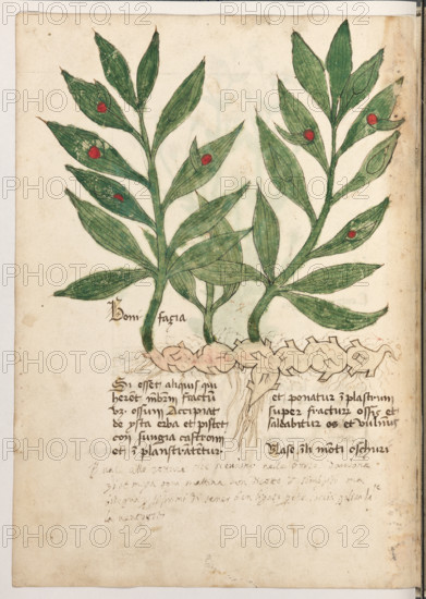 Erbario di Trento (Manoscritto n° 1591), XVI secolo, carta 28 verso: ”Bonifacia”.
“Si esset aliquis qui (hableret menbrum fra-
ctum, videlicet ossum, accipiat de ysta erba et
pistet con sungia castroni et inplanstranten-
tur et ponatur inplastrum super fracturam os-
sis et saldabitur os et vulnus.
Nase in li monti oschuri.
Vale alle rotture che scendono nelle borse (?'
dandone onze I et meza ogni mattina con di-
cotto de simphito, ma bisogna, per li primi dì,
tener ben ligato perché caccia galiardamente
la ventosità (10).”

[ENG]
Herbarium of Trento (Manuscript No. 1591), 16th century, page 28 verso: ”Bonifacia”.
Museo provinciale d'arte - Caste, Trento (TN), Trentino Alto Adige - Südtirol, Italia - Italy