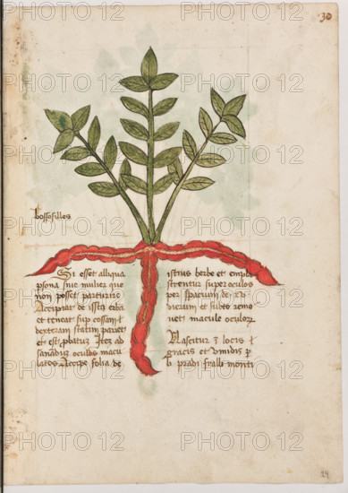 Erbario di Trento (Manoscritto n° 1591), XVI secolo, carta 29 recto: ”Bossosilles”.
“Si esset alliqua persona sive mulier que non
posset parturire, accipiat de issta erba et te-
neat super cossam dexteram: statim pariet et
est probatum. Item, ad sanandum oculos ma-
culatos, accipe folia de istius herbe et empla-
strentur super oculos per spacium de XV die-
rum et subito removet macule oculorum.
Nascitur in locis gracis et umidis per li pradi
fralli monti.”
La traduzione è “Se ci fosse qualche persona, cioè qualche donna, che non potesse partorire, prenda di questa erba e la tenga sopra la coscia destra: subito partorirà. Inoltre per guarire gli occhi macchiati, prendi le foglie di quest’erba e fanne un impiastro sugli occhi per 15 giorni e subitole macchie degli occhi se ne andranno. Nasce sui luoghi grassi (?) e umidi, nei prati fra i monti”. 

[ENG]
Herbarium of Trento (Manuscript No. 1591), 16th century, page 28 recto:  ”Bossosilles”.
“If there is a person, that is, a ...