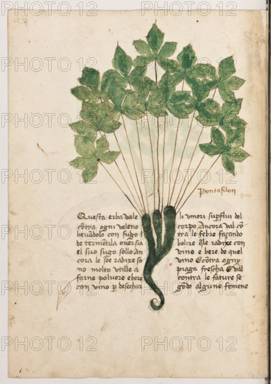 Erbario di Trento (Manoscritto n° 1591), XVI secolo, carta 29 verso: ”Pentafilon”.
“Questa erba vale contra ogni veleno bevan-
dolo con sugo de termentila over sia el suo su-
go sollo. Ancora le so radixe sono molto
utille a farne polvere e bere con vino per dese-
char li umori superflui del corpo. Ancora val
contra le febre façando bolire quelle radixe
con vino e bere de quel vino. È contra ogny
piaga frescha e val contra le fature segondo
algune femene.”

[ENG]
Herbarium of Trento (Manuscript No. 1591), 16th century, page 29 verso:”Pentafilon”.
Museo provinciale d'arte - Caste, Trento (TN), Trentino Alto Adige - Südtirol, Italia - Italy