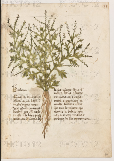 Erbario di Trento (Manoscritto n° 1591), XVI secolo, carta 30 recto: ”Berbena”.
“Questa erba, tolta e fata aqua d'essa in modo
d'aqua roxa, vale ad inluminare li ochij, çoé
ch'el restituisse la luxe quasi perduta. Ancora
le le soe radixe sono molto bone a farne ori-
nare et é cossa certa e provata da molti docto-
ri: a fare quelo tuo' le radixe e po' metile a
bolire con agua e con mielle e po' bevi de
quello et orinerà.”

[ENG]
Herbarium of Trento (Manuscript No. 1591), 16th century, page 30 recto: ”Berbena”.
Museo provinciale d'arte - Caste, Trento (TN), Trentino Alto Adige - Südtirol, Italia - Italy
