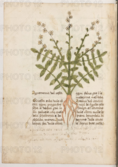 Erbario di Trento (Manoscritto n° 1591), XVI secolo, carta 30 verso: ”Agremonia Val Resta”.
“Questa erba vale contra ogni plaga trescha e
vechia, çoé la soa polvere con quela de la
schabioxa e de consolida menor. Ancora l'a-
qua soa vale contra ogni febre, çoé in le me-
dexine mesidade. Ancora val contra mal de fi-
gádo e de smilça et etiandio vale contra malle
de piera. Bevandola da deçuno vale a tute le
sopra dite cosse.
La potentilla seca, messa sotto le pianta de li
piedi sana la dissenteria et altri flussi del cor-
so. Applicata alle mani et piedi contra il calor
delle febri (I).”

[ENG]
Herbarium of Trento (Manuscript No. 1591), 16th century, page 30 verso: ”Agremonia Val Resta”.
Museo provinciale d'arte - Caste, Trento (TN), Trentino Alto Adige - Südtirol, Italia - Italy