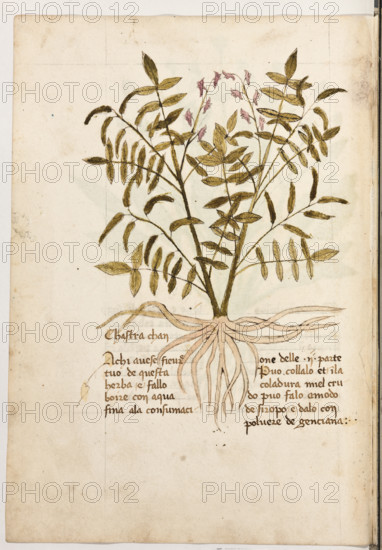 Erbario di Trento (Manoscritto n° 1591), XVI secolo, carta 31 verso: “Chastra Chan”.
“A chi avese fievre, tuo' de questa herba e fallo
boire con aqua fina a la consumacione delle II
parte. Puo' collalo, et in la coladura miel cru-
do; puo' falo a modo de siropo e dalo con
polvere de genciana.”


[ENG]
Herbarium of Trento (Manuscript No. 1591), 16th century, page 31 verso: “Chastra Chan”.
Museo provinciale d'arte - Caste, Trento (TN), Trentino Alto Adige - Südtirol, Italia - Italy