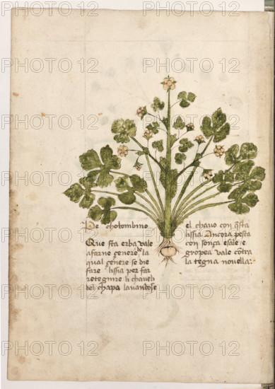 Erbario di Trento (Manoscritto n° 1591), XVI secolo, carta 32 verso: ”Pe Cholombino”.
“Questa erba vale a farne cenere, de la qual çe-
nere se die fare lissia per far retegnire li cha-
veli del chapo lavandose el chavo con questa
lissia. Ancora pesta con sonça e sale e grópea:
vale contra la tegna novella.”

[ENG]
Herbarium of Trento (Manuscript No. 1591), 16th century, page 32 verso:  ”Pe Cholombino”.
Museo provinciale d'arte - Caste, Trento (TN), Trentino Alto Adige - Südtirol, Italia - Italy