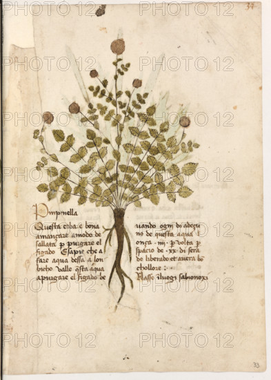 Erbario di Trento (Manoscritto n° 1591), XVI secolo, carta 33 recto: ”Pinpinella”.
“Questa erba é bona a mançare a modo de sal-
lata per purgare el figado. E sapie che a fare
agua d'essa a lobicho, valle questa aqua a purgare el figado; bevando ogni dì a deçuno
de questa aqua onça IIII per volta per spacio
de XX di serà deliberado et averà bon chol-
lore.
Nasse in luogi sabionoxi.”


[ENG]
Herbarium of Trento (Manuscript No. 1591), 16th century, page  33 recto: ”Pinpinella”.
Museo provinciale d'arte - Caste, Trento (TN), Trentino Alto Adige - Südtirol, Italia - Italy