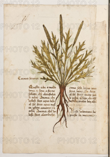 Erbario di Trento (Manoscritto n° 1591), XVI secolo, carta 33 verso: ”Cornua Servina”.
“Questa erba é molto bona e sana a farne salla-
ta ch'el clarificha li ochij. Ancora chi vollese
fare agua d'esa al sol, seria aqua molta perfeta
a metere in li ochij. Ancora, chi '1 volesse fare
alambicho, como se fa l'aqua roxa, seria bona.
Ma, fata al sol, seria miore per li ochij. E sapi
che el se destilla molto ben al sol.
Nasse volentiera hapresso la marina.”

[ENG]
Herbarium of Trento (Manuscript No. 1591), 16th century, page 33 verso: ”Cornua Servina”.
Museo provinciale d'arte - Caste, Trento (TN), Trentino Alto Adige - Südtirol, Italia - Italy