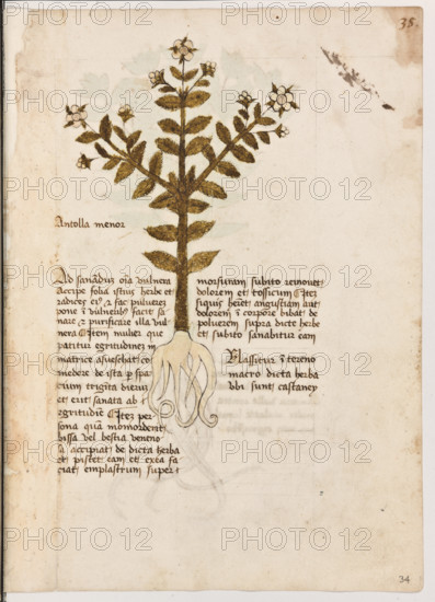Erbario di Trento (Manoscritto n° 1591), XVI secolo, carta 34 recto: ”Antolla Menor”.
“Ad sanandum omnia vulnera, accipe folia
istius herbe et radices eius et fac pulverem;
pone in vulneribus: facit sanare et purificare
illa vulnera. Item mulier que patitur egritudi-
nem in matrice, asueschat comedere de ista
per spacium triginta dierum et erit sanata ab
egritudine. Item persona quam momorderit
bissa vel bestia venenosa, accipiat de dicta
herba et pistet eam et ex ea faciat emplastrum
super morsuram: subito removet dolorem et
tossicum. Item, si quis haberet angustiam aut
dolorem in corpore, bibat de polverem supra
dicte herbe et subito sanabitur eam.
Nassitur in tereno macro dicta herba ubi sunt
castaney.”
La traduzione è “Per sanare ogni ferita, prendi le foglie di quest’erba e le sue radici, fanne polvere e mettila nelle ferite: le fa guarire e purificare. Così una donna che soffre di disturbi dell’apparato genitale, continui a mangiare quest’erba per trenta giorni e ...