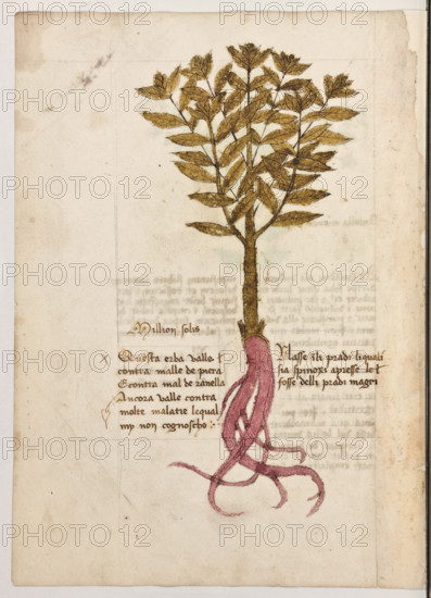 Erbario di Trento (Manoscritto n° 1591), XVI secolo, carta 34 verso: ”Million Solis”.
“Questa erba valle contra malle de piera e con-
tra mal de ranella. Ancora valle contra molte
malatie le qual my non cognoscho.
Nasse in li pradi li quali sia spinoxi apresse le
fosse delli pradi magri.”

[ENG]
Herbarium of Trento (Manuscript No. 1591), 16th century, page 34 verso:  ”Million Solis”.
Museo provinciale d'arte - Caste, Trento (TN), Trentino Alto Adige - Südtirol, Italia - Italy