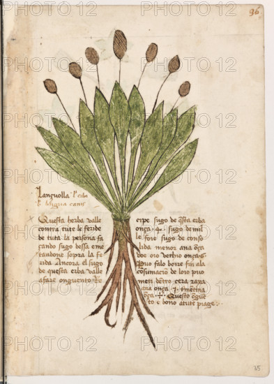 Erbario di Trento (Manoscritto n° 1591), XVI secolo, carta 35 recto: ”Lançuolla. L’Erba Vel Lingua Canis”.
“Questa herba valle contra tute le feride de tu-
ta la persona façando sugo d'essa e metando-
ne sopra la ferida. Ancora el sugo de questa
erba valle a fare onguento. Récipe sugo de
questa erba onça 4, sugo de mille foie, sugo
de consolida menor ana onça doe, io vechio
onça 6. Puo' falo boire fin a la consumacion
de l'oio, puo' meti dentro cera raxa ana onca
una, termentina onça 1/2. Questo onguento é
bono a tute piage.”

[ENG]
Herbarium of Trento (Manuscript No. 1591), 16th century, page  35 recto: ”Lançuolla. L’Erba Vel Lingua Canis”.
Museo provinciale d'arte - Caste, Trento (TN), Trentino Alto Adige - Südtirol, Italia - Italy