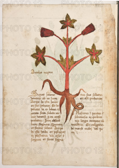 Erbario di Trento (Manoscritto n° 1591), XVI secolo, carta 35 verso: ”Antolas Maçora”.
“Si quis haberent venenum ad os suum, accipe
de ista herba et fac polverem. Et de polvere
da ey bibere cum acceto forti: subito iactat
venenum per os et est probatum. Item, ad fa-
ciendum stagnare sanguinem et feritas salda-
re, accipe de ista herba et pistat et inplastretur
ubi essit sanguis et ferite stagnatur sive salda-
tur et est probatum.
Nascitur in partis sabionosis in quibus nix
longo tempore non moratur. Et colligitur de
mense madij vel iunij.”
La traduzione è: “Se qualcuno avesse portato alla bocca del veleno, prendi quest’erba, polverizzala e dagli da bere la polvere con aceto forte: subito butterà fuori il veleno, ed è cosa provata. Così per far stagnare il sangue e saldare le ferite, prendi quest’erba, pestala e fai un impiastro sul punto in cui esce il sangue e le ferite si saldano, ed è cosa provata. Nasce nei prati sabbiosi dove la neve non si ferma a lungo. Si raccoglie ...