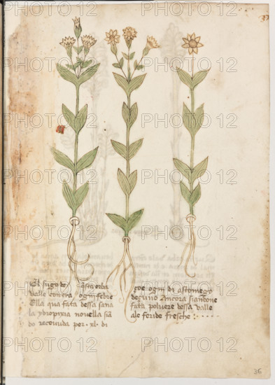 Erbario di Trento (Manoscritto n° 1591), XVI secolo, carta 36 recto: erba.
“El sugo de questa erba valle contra ogni te-
bre. Ell'aqua fata d'essa sana la ydropixia no-
vella siando recevuda per XL dì, çoé ogni di
a stomego deçuno. Ancora, siandone fata pol-
vere d'essa, valle a le feride fresche.”

[ENG]
Herbarium of Trento (Manuscript No. 1591), 16th century, page  36 recto: herb.
Museo provinciale d'arte - Caste, Trento (TN), Trentino Alto Adige - Südtirol, Italia - Italy