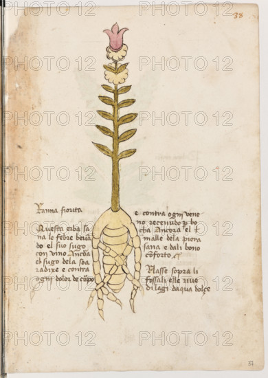 Erbario di Trento (Manoscritto n° 1591), XVI secolo, carta 37 recto: “Ranna Fiorita”.
“Questa erba sana le febre bevando el suo sugo con vino. Ancora, el sugo de la soa radixe é contra ogni dolor de corpo e contra ogni ve-
neno recevudo per bocha. Ancora el malle de
la piera sana e dali bono conforto.
Nasse sopra li fossali elle rive di lagi d'aqua
dolçe”.

[ENG]
Herbarium of Trento (Manuscript No. 1591), 16th century, page 37 recto: “Ranna Fiorita”.
Museo provinciale d'arte - Caste, Trento (TN), Trentino Alto Adige - Südtirol, Italia - Italy