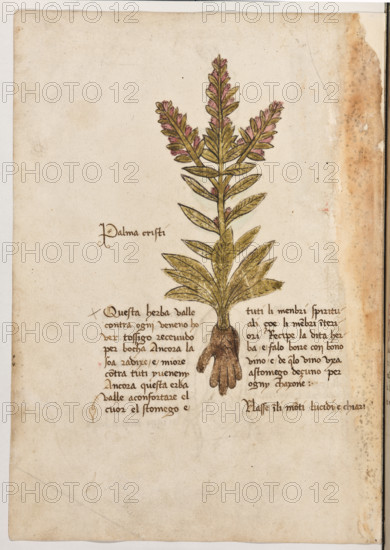 Erbario di Trento (Manoscritto n° 1591), XVI secolo, carta 37 verso: “Palma Cristi”.
“Questa herba valle contra ogni veneno hover
tossigo recevudo per bocha. Ancora la soa ra-
dixe é miore contra tuti y veneny. Ancora
questa erba valle a confortare el cuor, el sto-
mego e tuti li menbri spirituali, çoé li menbri
interiori. Récipe la dita herba e falo boire con
bono vino e de quello vino uxa a stomego de-
çuno per ogny chaxone.
Nasse in li monti lucidi e chiari.”

[ENG]
Herbarium of Trento (Manuscript No. 1591), 16th century, page 37 verso: “Palma Cristi”.
Museo provinciale d'arte - Caste, Trento (TN), Trentino Alto Adige - Südtirol, Italia - Italy