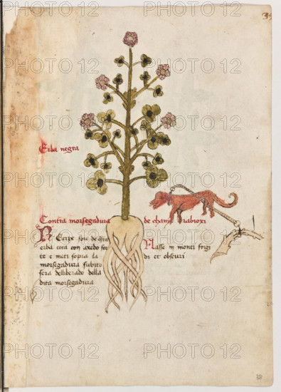 Erbario di Trento (Manoscritto n° 1591), XVI secolo, carta 38 recto: “Erba Negra”.
“Contra morsegadura de chany rabioxi.
Récipe foie de questa erba cota con axedo
forte e meti sopra la morsegadura: subito sarà
delliberado della dita morsegadura.
Nasse in monti frigidi et obscuri.”

[ENG]
Herbarium of Trento (Manuscript No. 1591), 16th century, page 38 recto: “Erba Negra”.
Museo provinciale d'arte - Caste, Trento (TN), Trentino Alto Adige - Südtirol, Italia - Italy
