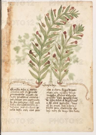Erbario di Trento (Manoscritto n° 1591), XVI secolo, carta 39 recto: “Graçia Dey”.
“Questa erba e molto amara essi da grande ço-
vamento a queli che non puolleno andare del
corpo: çoé reçevuda la soa polvere, essi moli-
ficha mirabelmente el ventre. Mo' chi faria
pirolle d'essa con aloe paticho e chon sugo de
pori over con mielli, seria meglio. E chi à el
figado guasto, uxa pirole fate de questa erba e
de genciana e de aloe paticho una al di over
doe e serà tosto più cholorido che luy non fo
may in soa vita.”

[ENG]
Herbarium of Trento (Manuscript No. 1591), 16th century, page 39 recto: “Graçia Dey”.
Museo provinciale d'arte - Caste, Trento (TN), Trentino Alto Adige - Südtirol, Italia - Italy
