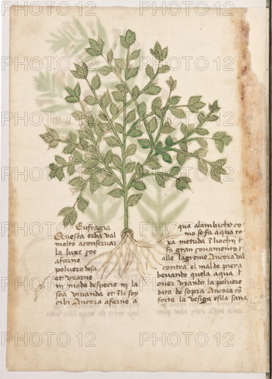 Erbario di Trento (Manoscritto n° 1591), XVI secolo, carta 39 verso: “Eufragia”.
“Questa erba val molto a conservar la luxe,
çoé a farne polvere d'esa et uxarne in modo
de specie in la soa vivanda et in li soy cibi.
Ancora a farne aqua alambicho como se fa
aqua roxa; metuda in li ochij fa gran cova-
mento alle lagreme. Ancora val contra el mal
de piera bevando quela aqua over uxando la
polvere dita de sopra. Ancora conforta la ve-
siga e sì la sana.”

[ENG]
Herbarium of Trento (Manuscript No. 1591), 16th century, page  39 verso: “Eufragia”.
Museo provinciale d'arte - Caste, Trento (TN), Trentino Alto Adige - Südtirol, Italia - Italy