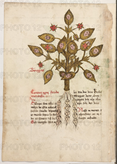 Erbario di Trento (Manoscritto n° 1591), XVI secolo, carta 40 verso: “Torogas”.
“Contra ogni feride mortalle.
Récipe foie ella semença de questa erba e pestilo in modo d'inpiastro et metilo sopra la fe-
rida et sanerà in uno di. E quando tu cogly
questa erba, tu die dire: "Herba torogas: ve-
ny ad me ex parte domini nostry Yesu Chri-
sti, filij Dey vivy
Nasse in monti asprissimy et in luogi ochulti.”

[ENG]
Herbarium of Trento (Manuscript No. 1591), 16th century, page 40 verso: “Torogas”.
Museo provinciale d'arte - Caste, Trento (TN), Trentino Alto Adige - Südtirol, Italia - Italy