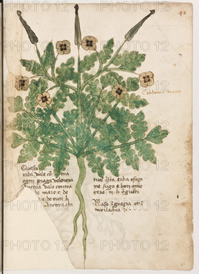 Erbario di Trento (Manoscritto n° 1591), XVI secolo, carta 41 recto: “Celidonia Mazor”.
“Questa erba vale contra ogni piaga velenoxa.
Ancora vale contra (. . .) de mare e de
(. . .) e de tuti li (. . .). Ancora chi tuol que-
sta erba e fáçane sugo, é bon a metere in li on-
guenti (12).
Nase in Grecia et in Morlachia.”

[ENG]
Herbarium of Trento (Manuscript No. 1591), 16th century, page 41 recto: “Celidonia Mazor”.
Museo provinciale d'arte - Caste, Trento (TN), Trentino Alto Adige - Südtirol, Italia - Italy