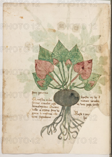 Erbario di Trento (Manoscritto n° 1591), XVI secolo, carta 41 verso: “Pan Porcino”.
“Questa erba serve a molte cosse de medexina.
Ancora valle a contra (13) fare vegnire li me-
strui alle done façandone seposta in la natura
revolta in una peça sotille.
Nasse in tor(. . .) spi(. . .) (14).”

[ENG]
Herbarium of Trento (Manuscript No. 1591), 16th century, page 41 verso: “Pan Porcino”.
Museo provinciale d'arte - Caste, Trento (TN), Trentino Alto Adige - Südtirol, Italia - Italy