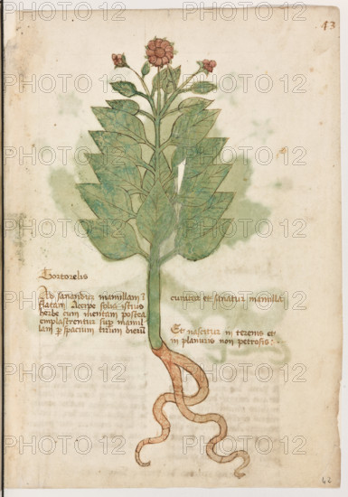 Erbario di Trento (Manoscritto n° 1591), XVI secolo, carta 42 recto: “Tortorelis”.
“Ad sanandum mamillam inflatam, accipe folia
istius herbe cum mentam, postea emplastren-
tur super mamillam per spacium trium die-
rum: curatur et sanatur mamilla.
Et nascitur in terenis et in planuris non pe-
trosis.”
La traduzione è “Per sanare la mammella gonfia, prendi le foglie di quest’erba con menta, poi fai un impiastro sulla mammella: in tre giorni sarà guarita. Nasce in terreni e in pianure non sassosi”.

[ENG]
Herbarium of Trento (Manuscript No. 1591), 16th century, page 42 recto: “Tortorelis”.
“To heal a swollen breast, take the leaves of this herb with mint, then make a poultice on the breast: in three days it will be healed. It grows in non-stony soils and plains.”
Museo provinciale d'arte - Caste, Trento (TN), Trentino Alto Adige - Südtirol, Italia - Italy