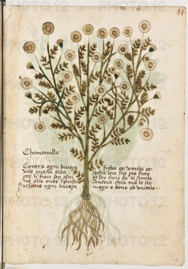 Erbario di Trento (Manoscritto n° 1591), XVI secolo, carta 43 recto: “Chamamilla”.
“Contra ogni dureça vale questa erba, çoé li
fiori soy, a farne olio over inpiastro. Resolve ogni dureça freda et umida et secha. L'oio,
suo çoé fato di soy fiori, fa el simile. Ancora,
chi à mal de stomego, é bono ad uncerlo.”

[ENG]
Herbarium of Trento (Manuscript No. 1591), 16th century, page 43 recto: “Chamamilla”.
Museo provinciale d'arte - Caste, Trento (TN), Trentino Alto Adige - Südtirol, Italia - Italy