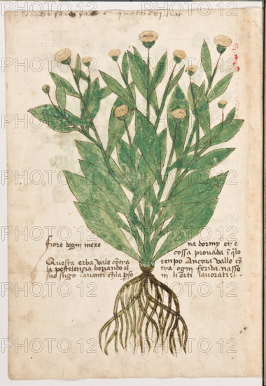 Erbario di Trento (Manoscritto n° 1591), XVI secolo, carta 43 verso: “Fiore d’Ogni Mexe”.
“Le erbe fano foli cinquanta doj - 1298 (15).”
“Questa erba vale contra la pestelençia bevan-
do el suo sugo avanti che la persona dormy et
é cossa provada in quelo tenpo. Ancora valle
contra ogni ferida. Nasse in li orti lavorati.”

[ENG]
Herbarium of Trento (Manuscript No. 1591), 16th century, page 43 verso: “Fiore d’Ogni Mexe”.
Museo provinciale d'arte - Caste, Trento (TN), Trentino Alto Adige - Südtirol, Italia - Italy