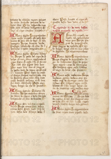 Erbario di Trento (Manoscritto n° 1591), XVI secolo, carta 46 recto.

[ENG]
Herbarium of Trento (Manuscript No. 1591), 16th century, page 46 recto.
Museo provinciale d'arte - Caste, Trento (TN), Trentino Alto Adige - Südtirol, Italia - Italy
