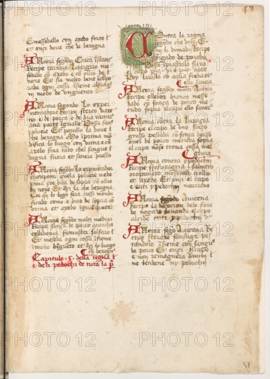 Erbario di Trento (Manoscritto n° 1591), XVI secolo, carta 47 recto.

[ENG]
Herbarium of Trento (Manuscript No. 1591), 16th century, page 47 recto.
Museo provinciale d'arte - Caste, Trento (TN), Trentino Alto Adige - Südtirol, Italia - Italy